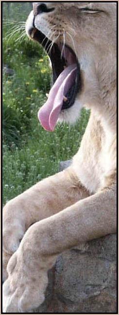 ospala